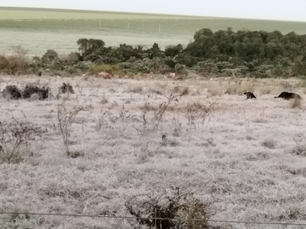 Temperatura média de 2º e geada podem ter impactado o agronegócio em Amambai e região