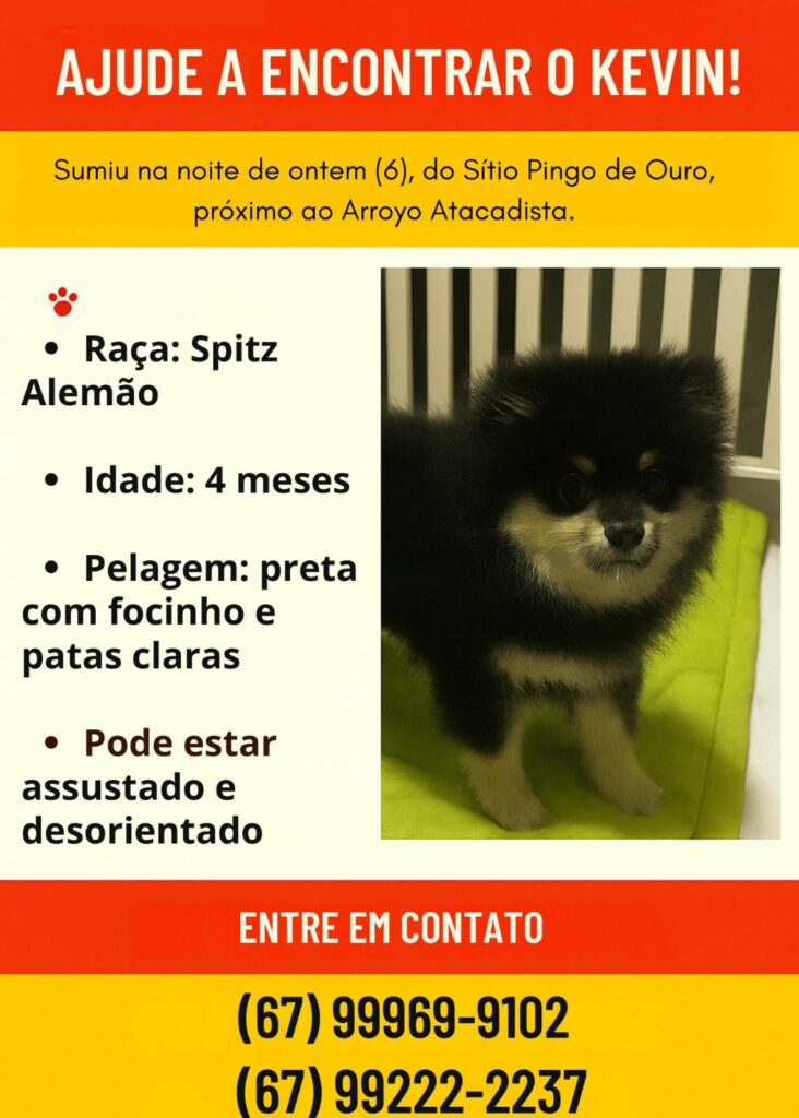 Procura-se cachorro desaparecido em Amambai Procura-se cachorro desaparecido em Amambai