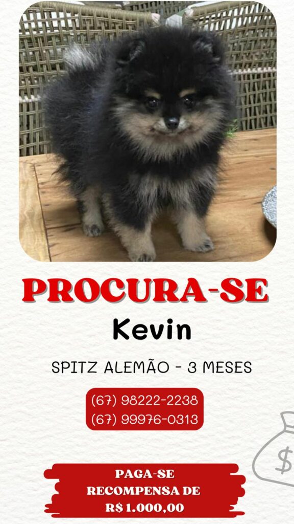 Procura-se cachorro desaparecido em Amambai