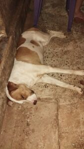 (Encontrado) Procura-se cachorro desaparecido em Amambai