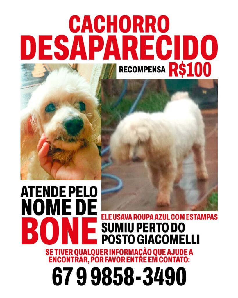 Procura-se cachorro desaparecido em Amambai