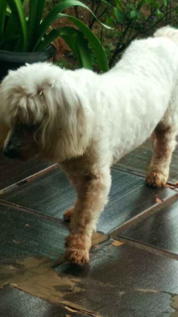 Procura-se cachorro desaparecido em Amambai
