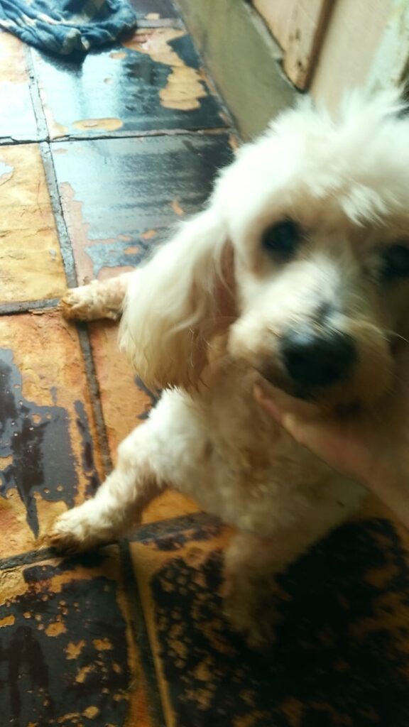Procura-se cachorro desaparecido em Amambai