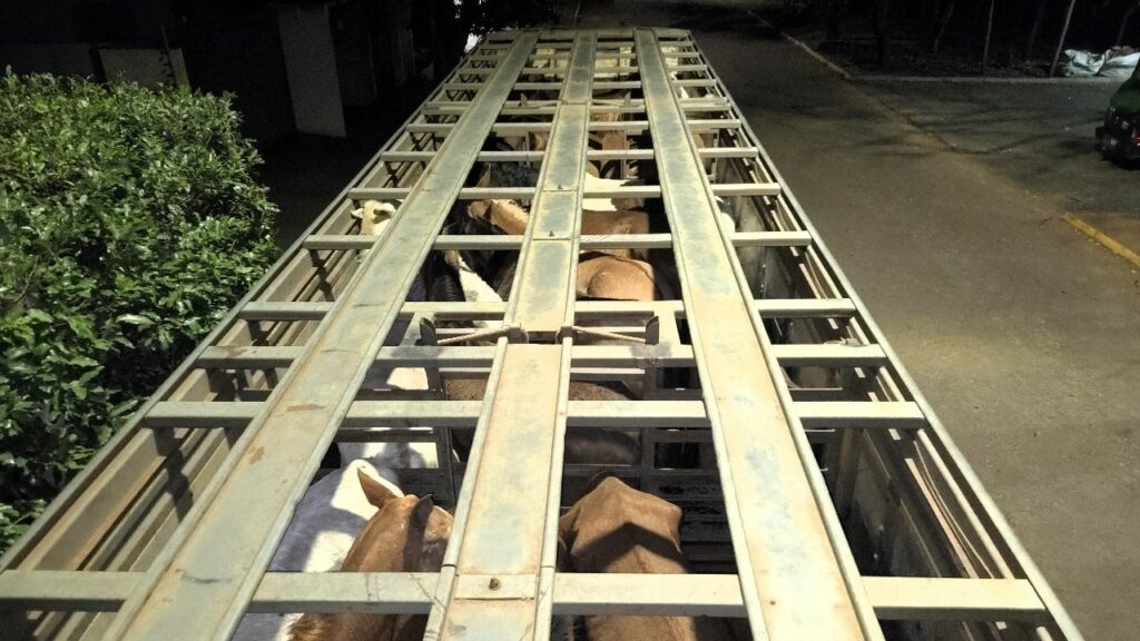 Homem é multado em R$ 27 mil por maus tratos a cavalos em Naviraí