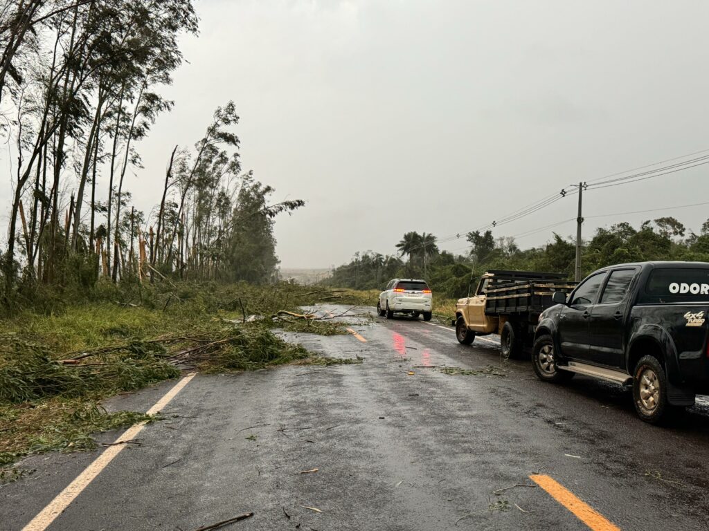Temporal causa danos no Cone Sul: Árvores caíram sobre rodovias e Agesul pede atenção dos motoristas