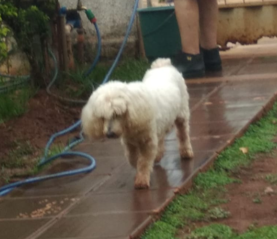 Procura-se cachorro desaparecido em Amambai