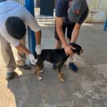 Dia D de Vacinação Antirrábica em Amambai é um sucesso com mais de 6 mil doses aplicadas Dia D de Vacinação Antirrábica em Amambai é um sucesso com mais de 6 mil doses aplicadas