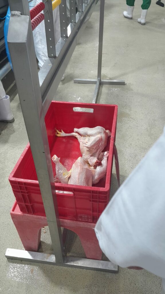 Presidente da Câmara vereador Darci visita frigorífico de frango no Paraná e destaca possibilidade da empresa se instalar em Amambai Presidente da Câmara vereador Darci visita frigorífico de frango no Paraná e destaca possibilidade da empresa se instalar em Amambai