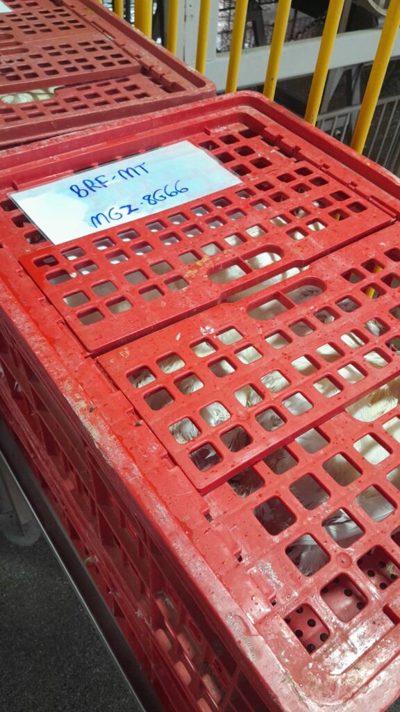 Presidente da Câmara vereador Darci visita frigorífico de frango no Paraná e destaca possibilidade da empresa se instalar em Amambai Presidente da Câmara vereador Darci visita frigorífico de frango no Paraná e destaca possibilidade da empresa se instalar em Amambai