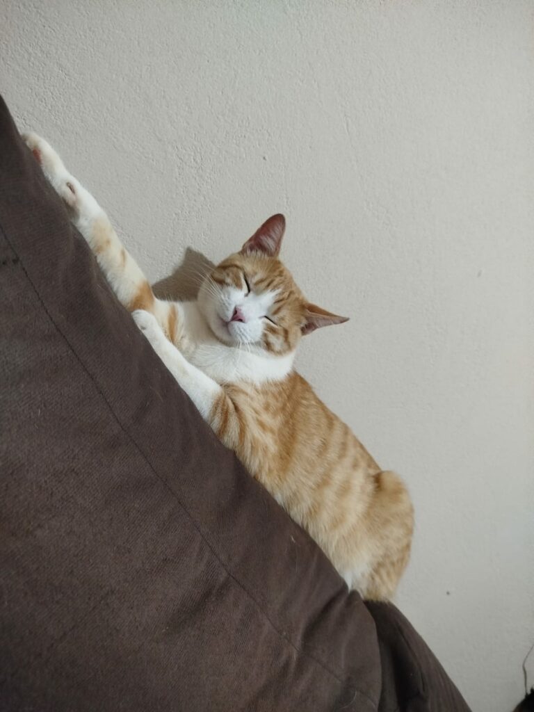 Procura-se gato desaparecido em Amambai