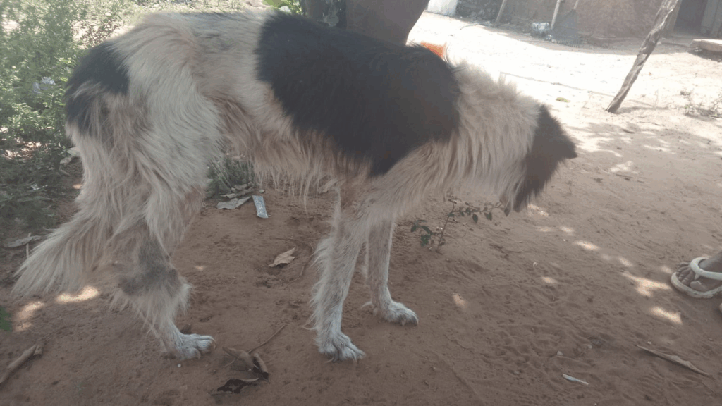 Encontrado! Procura-se cão da raça Border Collie em Amambai Encontrado! Procura-se cão da raça Border Collie em Amambai