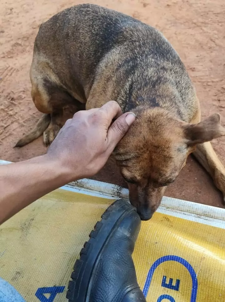 Família procura por cachorrinha desaparecida na Vila Indiana em Amambai Família procura por cachorrinha desaparecida na Vila Indiana em Amambai