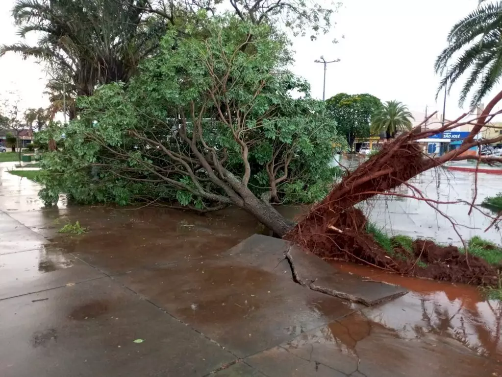 Temporal que derrubou árvores e placas, tombou até caminhão no interior Caarapó e Maracaju: Temporal que derrubou árvores e placas, tombou até caminhão no interior
