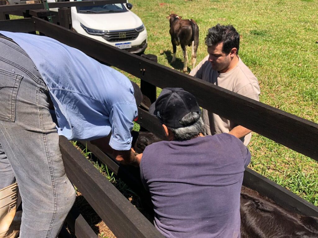 Secretaria de Desenvolvimento Econômico da Prefeitura de Iguatemi intensifica atendimentos veterinários aos produtores rurais