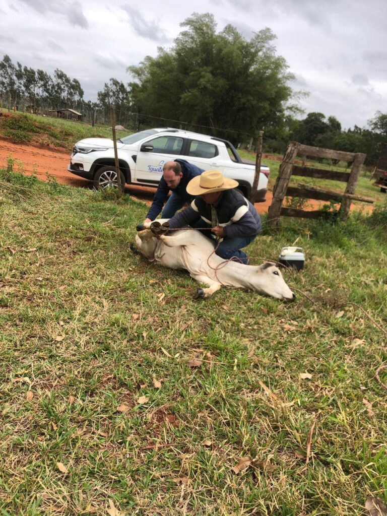 Secretaria de Desenvolvimento Econômico da Prefeitura de Iguatemi intensifica atendimentos veterinários aos produtores rurais