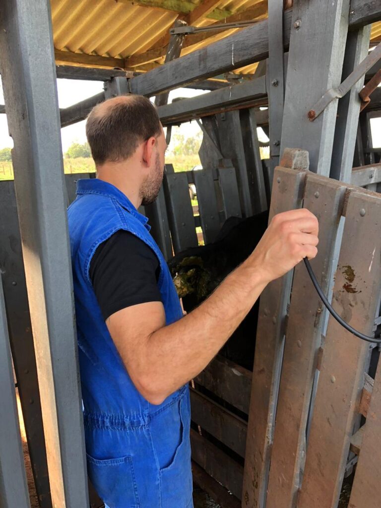 Secretaria de Desenvolvimento Econômico da Prefeitura de Iguatemi intensifica atendimentos veterinários aos produtores rurais