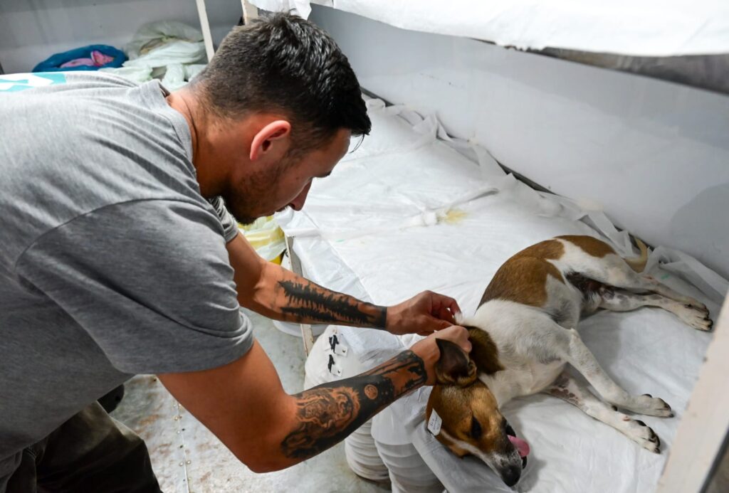 Caravana da Castração leva atendimento gratuito a animais vulneráveis em MS