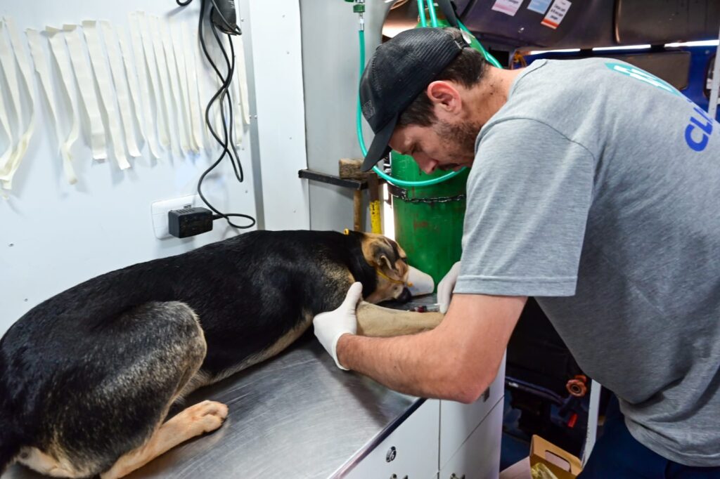 Caravana da Castração leva atendimento gratuito a animais vulneráveis em MS