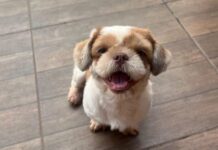 Procura-se cachorrinha desaparecida em Amambai