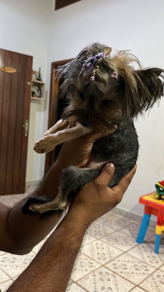 Procura-se cachorrinha desaparecida em Amambai Procura-se cachorrinha desaparecida em Amambai