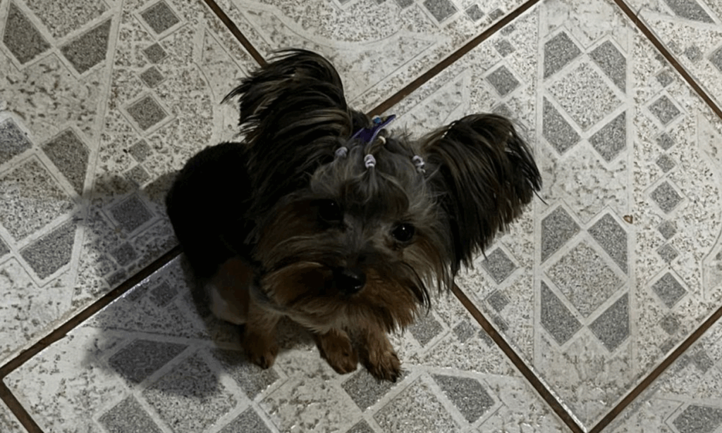 Procura-se cachorrinha desaparecida em Amambai Procura-se cachorrinha desaparecida em Amambai