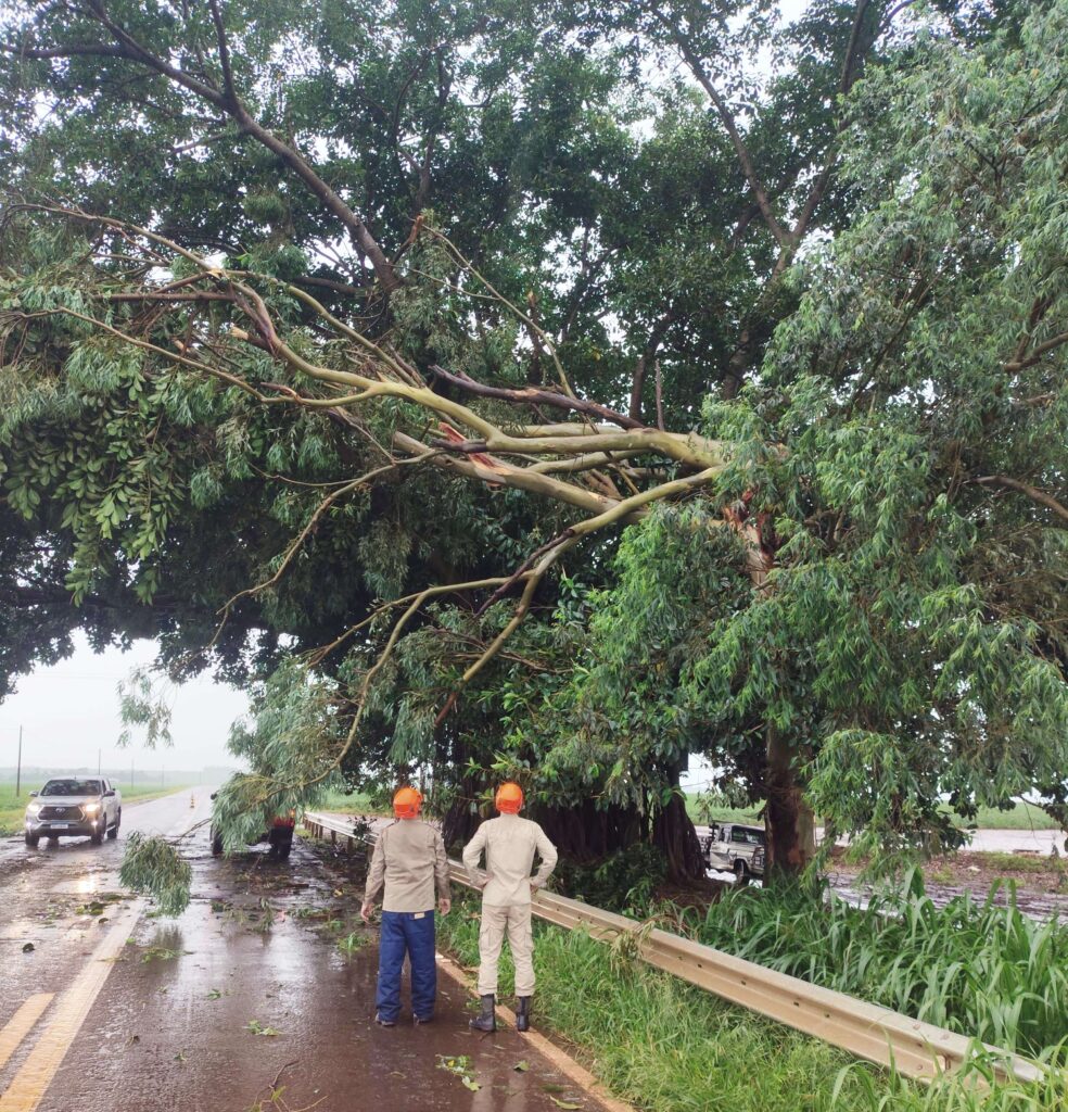 Figueira cartão-postal entre Amambai e Ponta Porã movimenta Corpo de Bombeiros