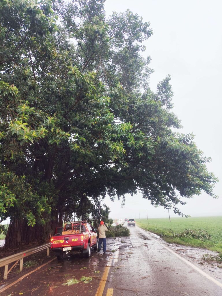 Figueira cartão-postal entre Amambai e Ponta Porã movimenta Corpo de Bombeiros