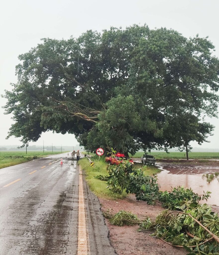 Figueira cartão-postal entre Amambai e Ponta Porã movimenta Corpo de Bombeiros