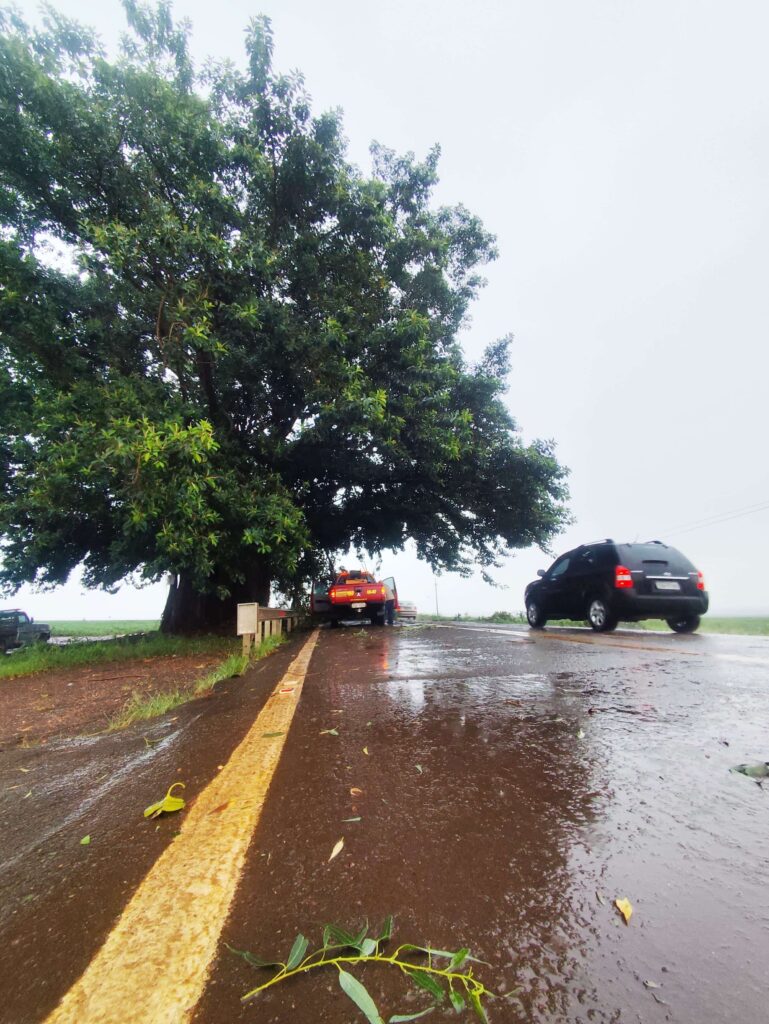 Figueira cartão-postal entre Amambai e Ponta Porã movimenta Corpo de Bombeiros