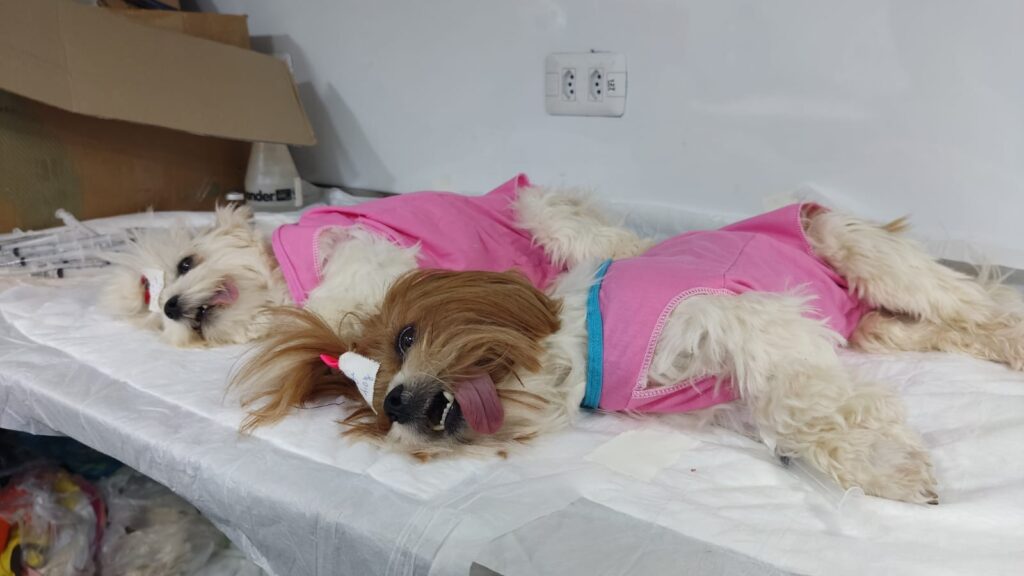 Iguatemi recebe o Projeto Caravana da Castração, garantindo mais saúde, cuidado e bem-estar aos animais