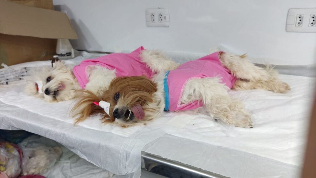 Iguatemi recebe o Projeto Caravana da Castração, garantindo mais saúde, cuidado e bem-estar aos animais