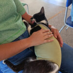 União que Protege Vidas: Prefeita Niágara e vereadores Lideram a Primeira Caravana da Castração em Coronel Sapucaia