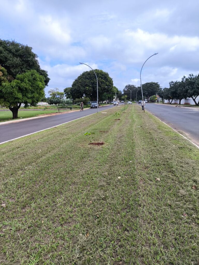 Secretaria de meio ambiente de Iguatemi realiza plantio de mudas de ipê roxo vários locais da cidade Secretaria de meio ambiente de Iguatemi realiza plantio de mudas de ipê roxo vários locais da cidade