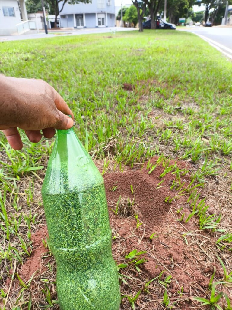 Secretaria de meio ambiente de Iguatemi realiza plantio de mudas de ipê roxo vários locais da cidade Secretaria de meio ambiente de Iguatemi realiza plantio de mudas de ipê roxo vários locais da cidade