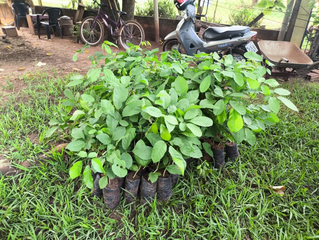 Secretaria de meio ambiente de Iguatemi realiza plantio de mudas de ipê roxo vários locais da cidade Secretaria de meio ambiente de Iguatemi realiza plantio de mudas de ipê roxo vários locais da cidade