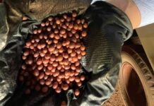 Biológicos avançam no tratamento de sementes