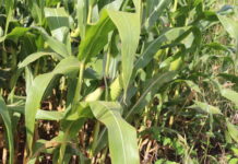 Manejo preventivo é chave contra trapoeraba