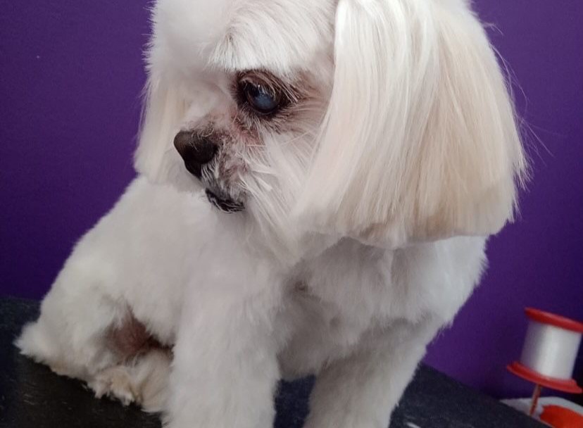 Procura-se cadelinha desaparecida em Amambai Procura-se cadelinha desaparecida em Amambai