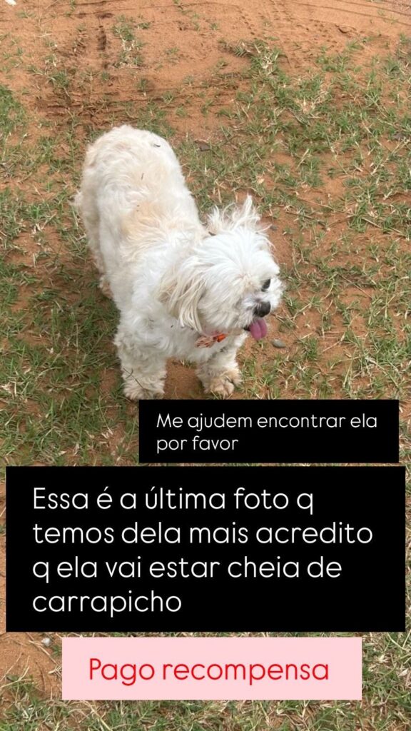 Procura-se cadelinha desaparecida em Amambai Procura-se cadelinha desaparecida em Amambai