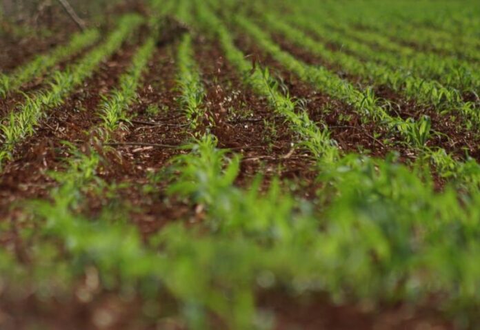 SAVE_20260318_111526_0