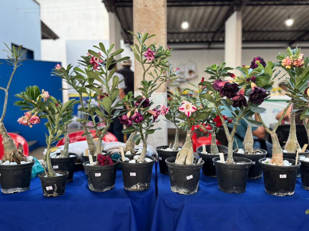 Feira reúne produtores rurais e empreendedores em Tacuru