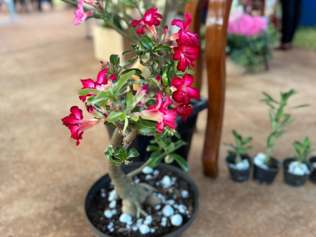 Feira reúne produtores rurais e empreendedores em Tacuru