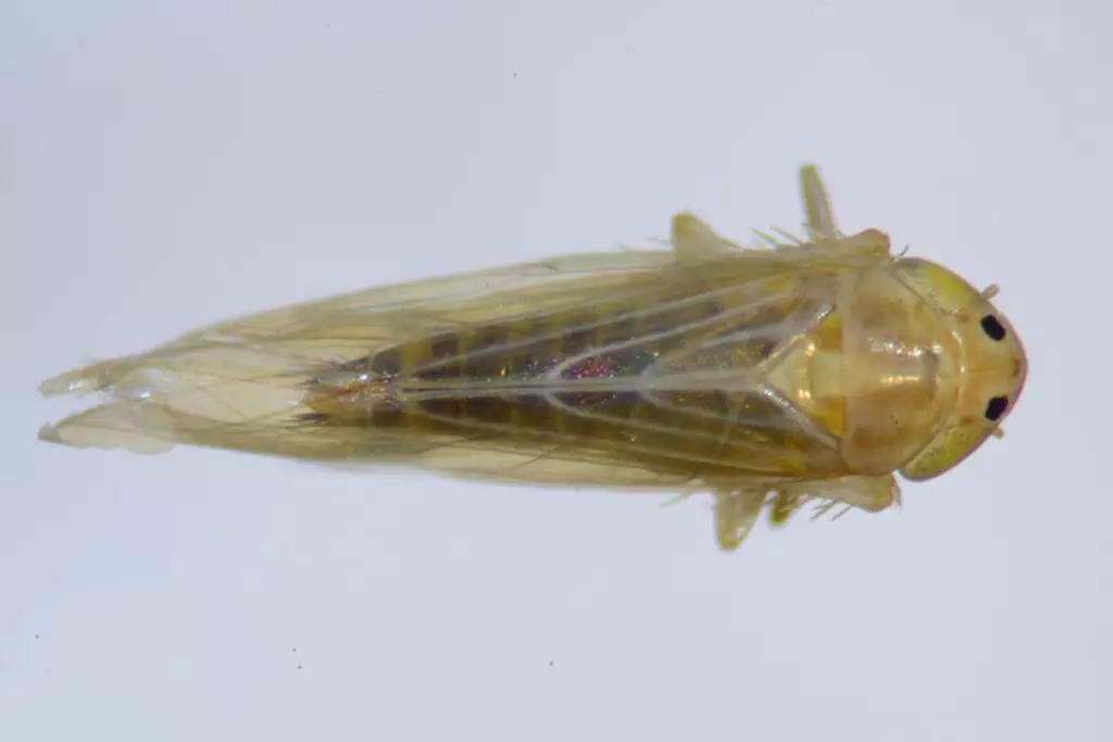 Inseto minúsculo vira vilão bilionário e ameaça produção de milho no Brasil