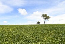 O que está travando o agro após safra histórica