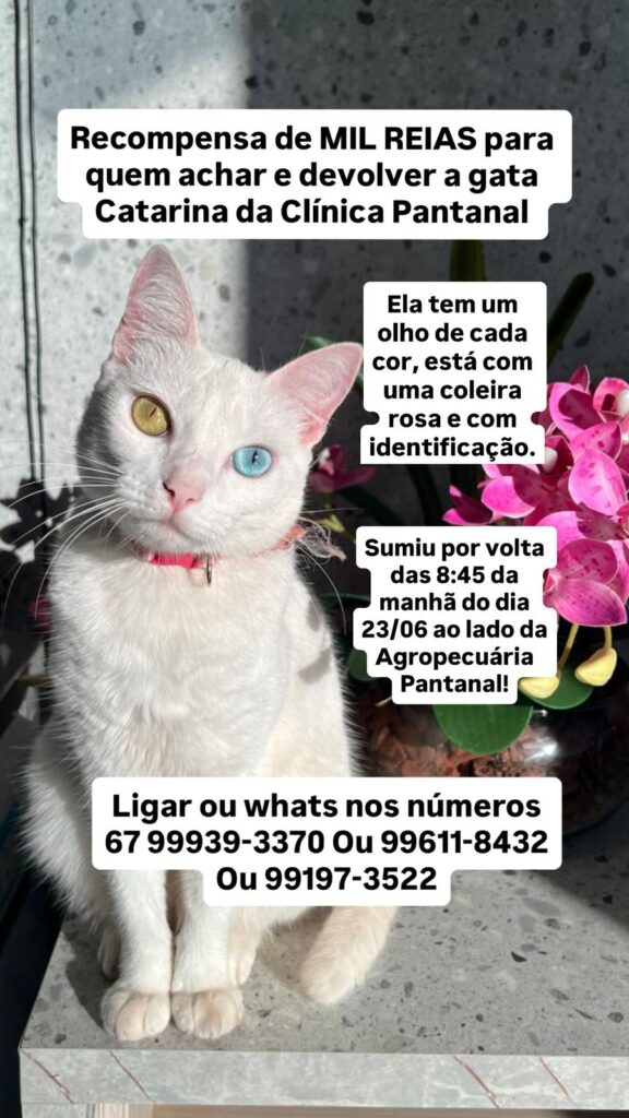 Procura-se gata desaparecida em Amambai
