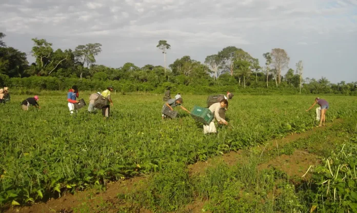 agricultores_familiares_colhem_feijao-caupi_-_emanuel_cavalcante_-_embrapa_amapa