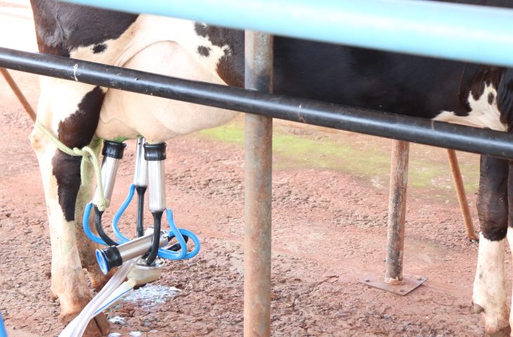Campo Grande: II Dia de Campo do Leite será realizado nesta sexta no Cepaer Campo Grande: II Dia de Campo do Leite será realizado nesta sexta no Cepaer