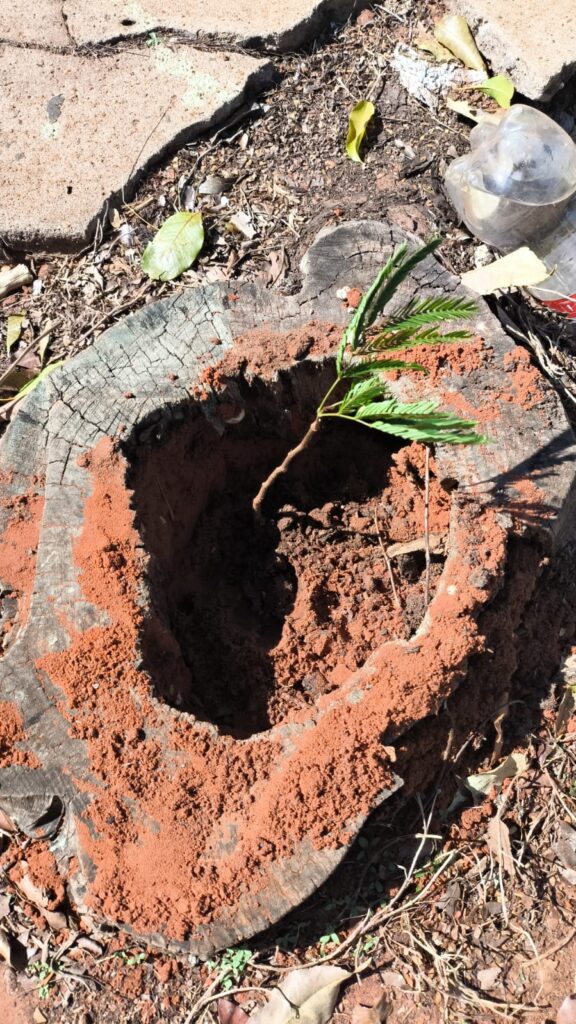 Iguatemi: Secretaria de Meio Ambiente promove plantio de árvores em frente à Escola Oito de Maio Iguatemi: Secretaria de Meio Ambiente promove plantio de árvores em frente à Escola Oito de Maio