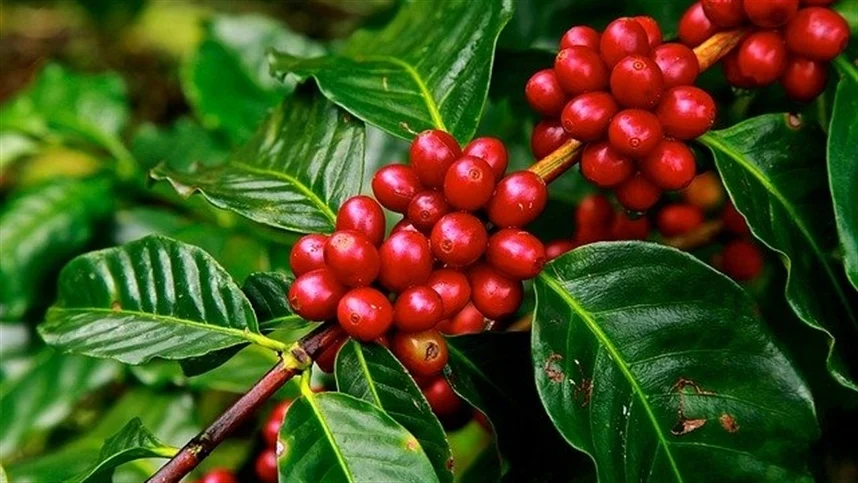 Café: mineiros exportam café com selo regenerativo