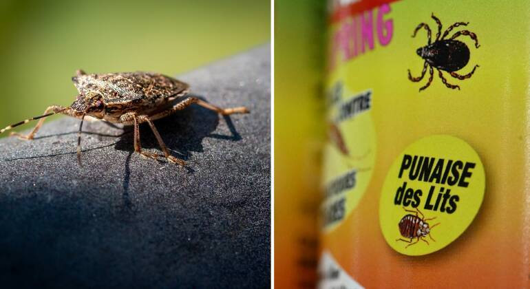 Percevejos, abelhas e caramujos: as invasões de bichos que causaram pânico pelo mundo